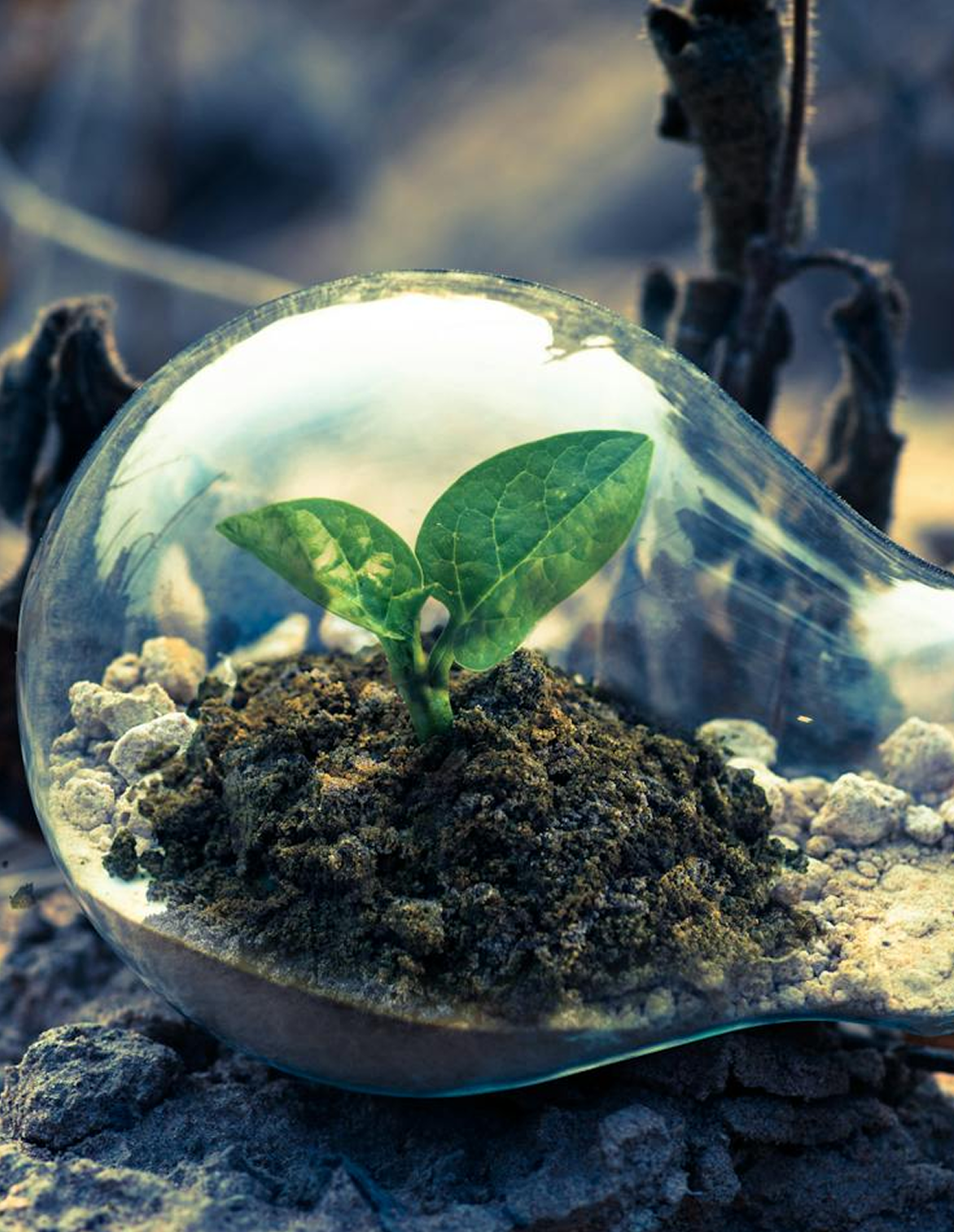 Plant in glass terrarium